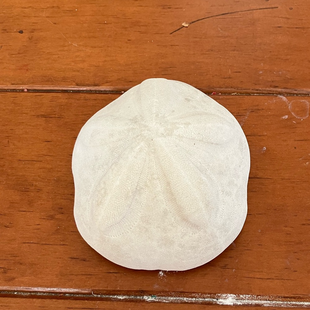 Sea Biscuit Sand Dollars